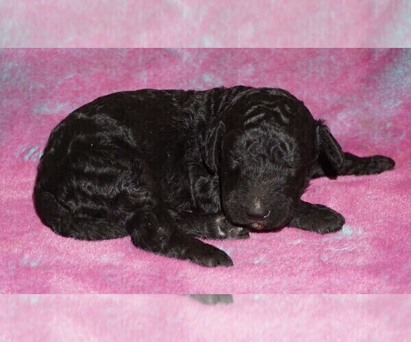 Medium Photo #3 Labradoodle Puppy For Sale in LA HABRA, CA, USA