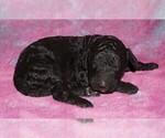 curly black boy - Male Labradoodle Puppy for Sale - Photo #3