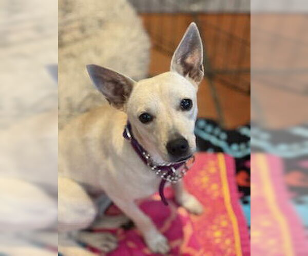 Medium Photo #5 Chihuahua-Unknown Mix Puppy For Sale in San Diego, CA, USA