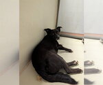 SMOKEY - Male Labrador Retriever Dog for Adoption - Small photo