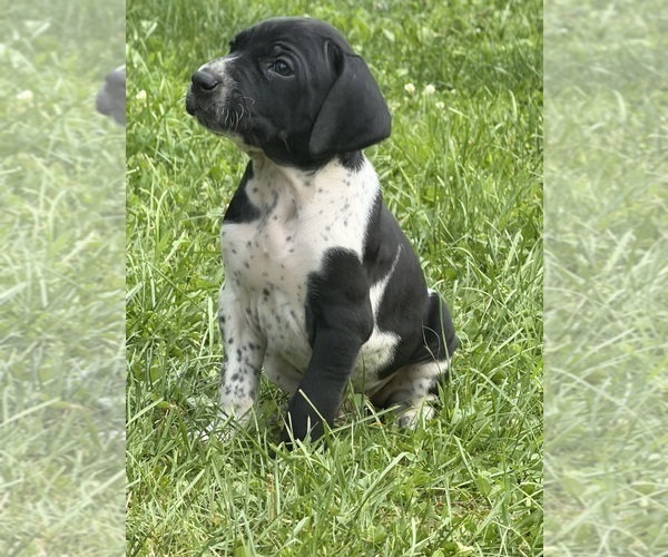 Medium Photo #1 German Shorthaired Pointer Puppy For Sale in FAIRHOPE, PA, USA