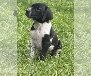 German Shorthaired Pointer Puppy for sale in FAIRHOPE, PA, USA