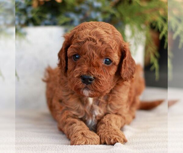 Medium Photo #5 Cavapoo (Miniature) Puppy For Sale in NARVON, PA, USA