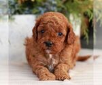 Small #4 Cavapoo (Miniature)