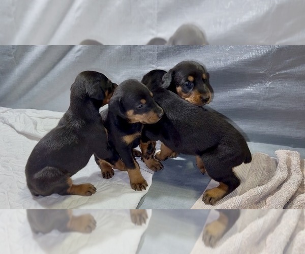 Medium Photo #9 Doberman Pinscher Puppy For Sale in NEWTON, NC, USA