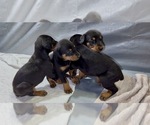 Small #8 Doberman Pinscher