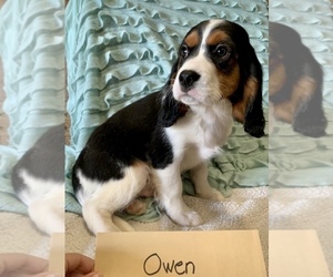 Beaglier Puppy for sale in GRABILL, IN, USA