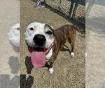 Small American Pit Bull Terrier