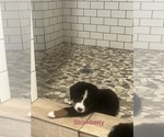 Small Photo #4 Bernese Mountain Dog Puppy For Sale in VILONIA, AR, USA