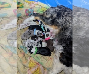 Australian Shepherd Puppy for sale in DANBURY, NH, USA