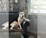Small #5 American Bulldog Mix