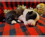 Puppy Boots Border Collie