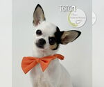 Small #1 Chihuahua