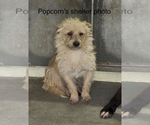 Medium Photo #4 Cairn Terrier-Unknown Mix Puppy For Sale in Newport Beach, CA, USA