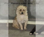 Small #3 Cairn Terrier Mix