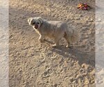 Small #5 Lhasa Apso