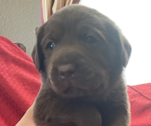 Medium Photo #4 Labrador Retriever Puppy For Sale in PUEBLO, CO, USA