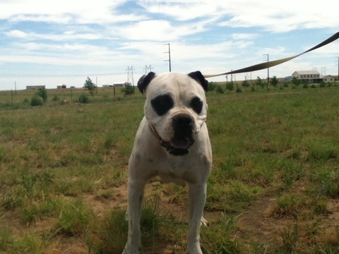 Medium Photo #1 Olde English Bulldogge Puppy For Sale in BYERS, CO, USA