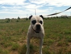 Small Photo #1 Olde English Bulldogge Puppy For Sale in BYERS, CO, USA