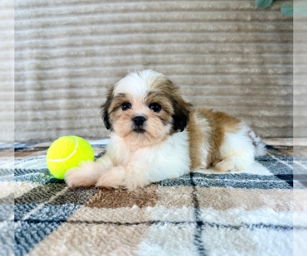 Medium Photo #4 Mal-Shi Puppy For Sale in GREENFIELD, IN, USA