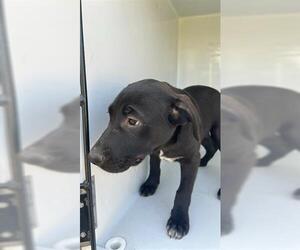 Labrador Retriever-Unknown Mix Dogs for adoption in Houston, TX, USA