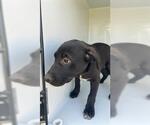 Small Labrador Retriever Mix