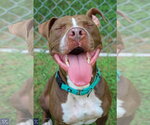 Small #3 American Pit Bull Terrier Mix