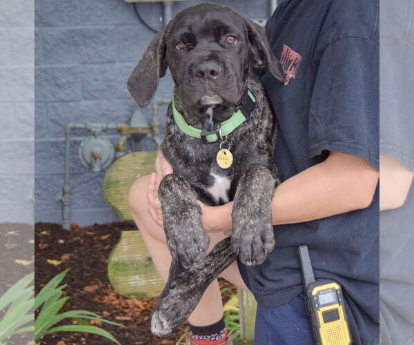 Medium Photo #3 Mutt Puppy For Sale in Huntley, IL, USA