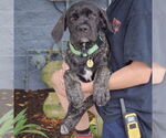 Small #2 Mutt