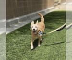 Small #1 Chihuahua Mix