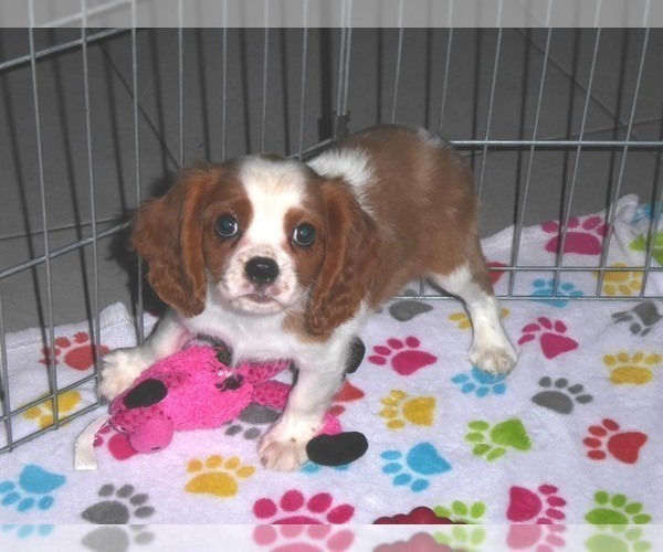 Medium Photo #7 Cavalier King Charles Spaniel Puppy For Sale in ORO VALLEY, AZ, USA