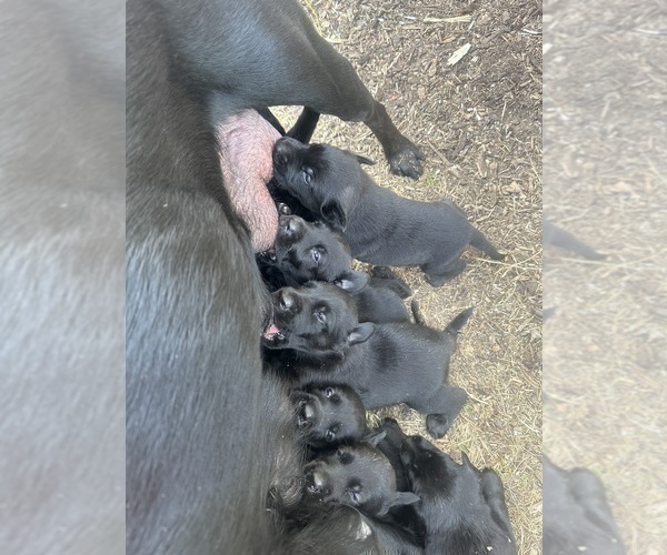 Medium Photo #18 Labrador Retriever Puppy For Sale in GOODHUE, MN, USA