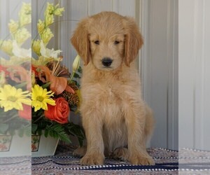 English Cream Golden Retriever-Poodle (Standard) Mix Puppy for sale in FREDERICKSBG, OH, USA