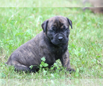 Puppy Sparky Boerboel