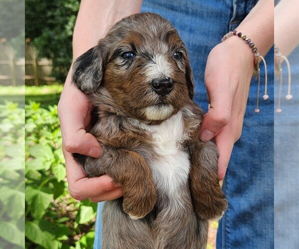 Medium Photo #8 F2 Aussiedoodle Puppy For Sale in COLUMBIA, TN, USA