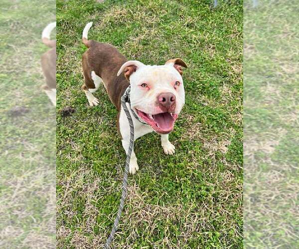 Medium Photo #2 Mutt Puppy For Sale in Abbeville, LA, USA