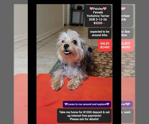 Yorkshire Terrier Puppy for sale in TUCSON, AZ, USA