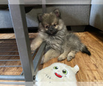 Puppy Phantom Pomeranian