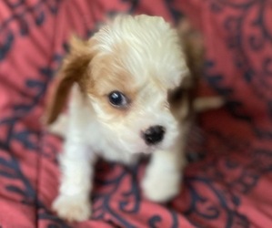 Cavalier King Charles Spaniel Puppy for sale in HICKORY, NC, USA