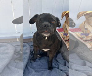 One eyed Oreo - Male Pug-Unknown Mix Dog for Adoption - Photo #2