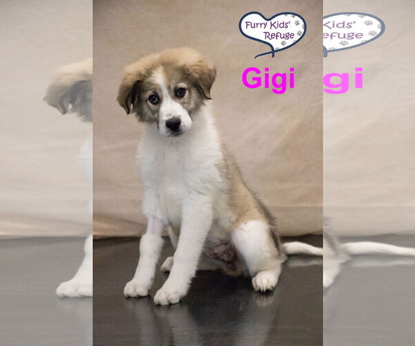 Medium Photo #3 Anatolian Pyrenees Puppy For Sale in Lee's Summit, MO, USA