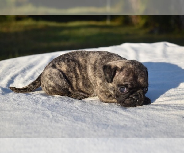 Medium Photo #3 Pug Puppy For Sale in PALM COAST, FL, USA