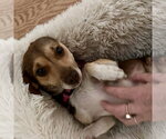 Small Photo #2 Chihuahua-Unknown Mix Puppy For Sale in Spring Lake, NC, USA