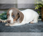 Small Photo #9 Dachshund Puppy For Sale in TOPEKA, IN, USA