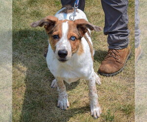 Ouddy - Male Red Heeler-Unknown Mix Dog for Adoption - Photo #3