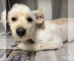Small #3 Shih Tzu Mix