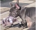 Small #9 French Bulldog