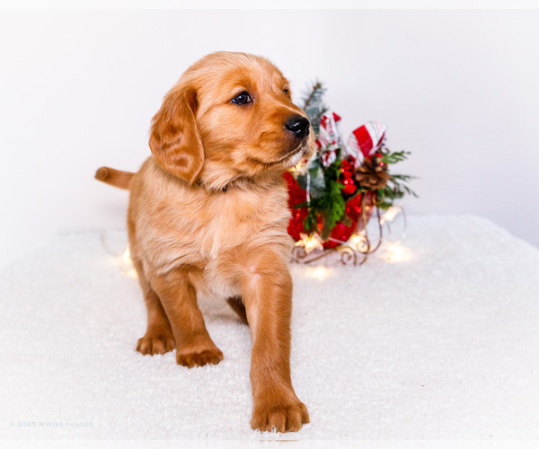 Medium Photo #10 Golden Retriever Puppy For Sale in WAKARUSA, IN, USA