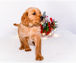 Small #9 Golden Retriever