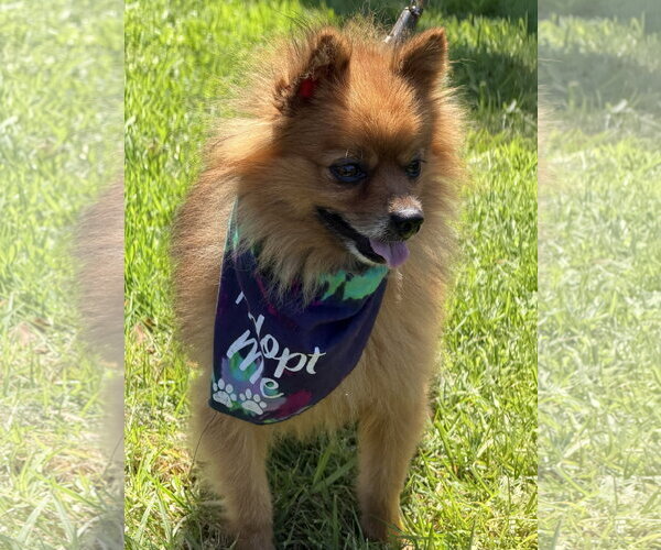 Medium Photo #3 Pomeranian Puppy For Sale in Lake Elsinore, CA, USA